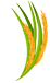 Basmati Rice Exporter in USA